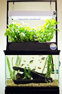 Aquaponics kit review