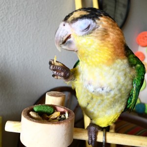 You've gotta see that parrot